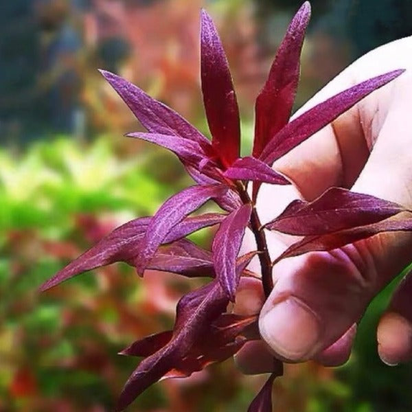 大紅葉 ( Ludwigia glandulosa )