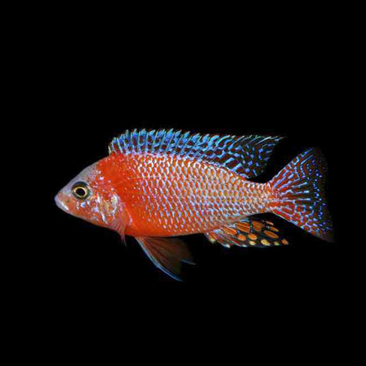 火焰紅慈鯛 (Aulonocara sp. "Fire Fish")