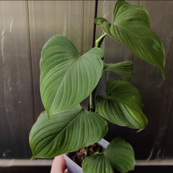 philodendron fibraecataphyllum mature Philodendron fibraecatafyllum - GreenFlow - Plant and Animal Landscaping Specialist – 森流 GreenFlow