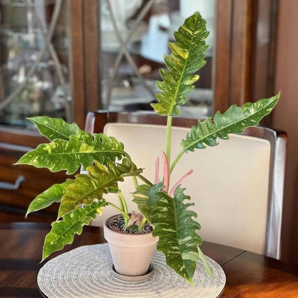 philodendron narrow ring Philodendron 'Ring of Fire' - GreenFlow - Plant & Aquascaping Specialist – 森流 GreenFlow