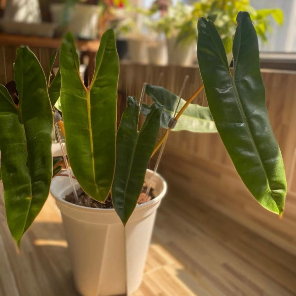 philodendron billietiae croat 橙柄蔓綠絨( Philodendron billietiae ' Croat ' ) - 森流GreenFlow