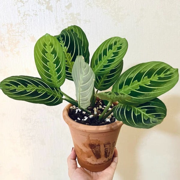 prayer plant 中文 白脈葉蟬竹芋Prayer plant(Maranta leuconeura var.) - 森流GreenFlow