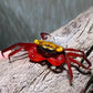 幻影彩虹惡魔蟹 Rainbow Vampire Crab Red Leg ( Geosesarma rouxi )