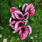 秋海棠  Begonia sp. (Pink)