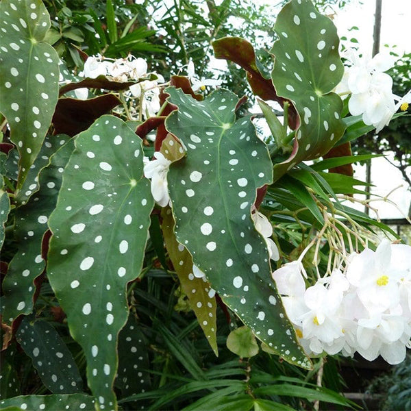 銀點秋海棠 Begonia Wightii (Maculata variegata)