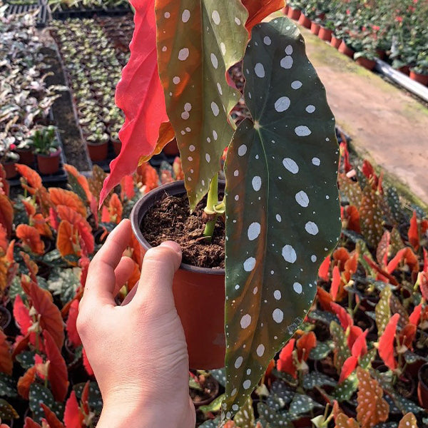 銀點秋海棠 Begonia Wightii (Maculata variegata)