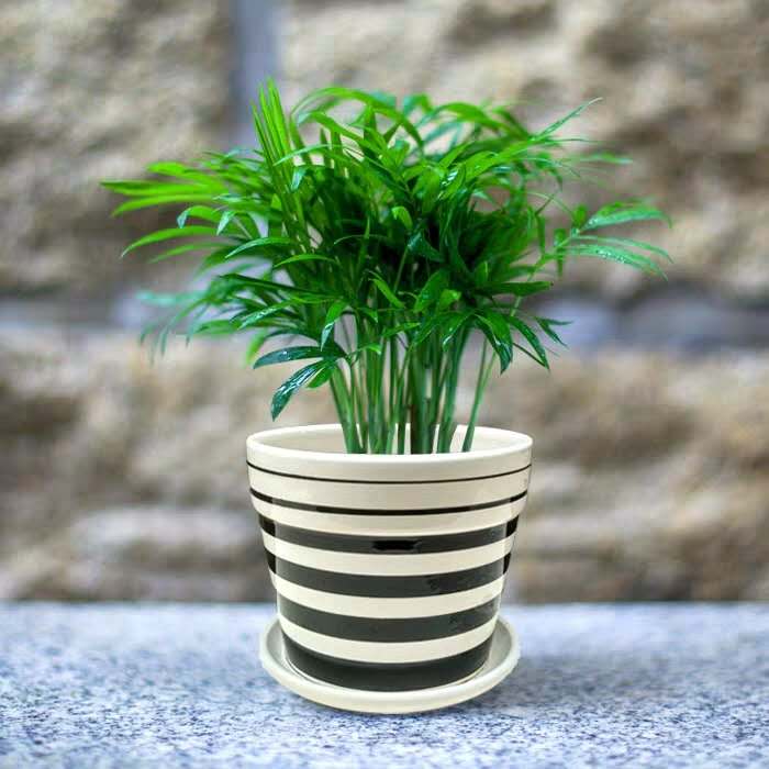 parlor palm 中文 袖珍椰Chamaedorea Elegans ( Parlour palm ) - 森流GreenFlow