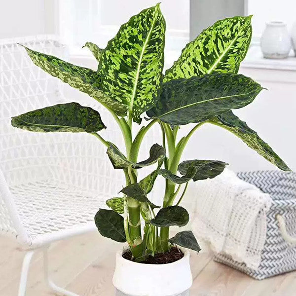 dieffenbachia 中文 花葉黛粉葉Dumb Cane ( Dieffenbachia ' Reflector ' ) - 森流GreenFlow