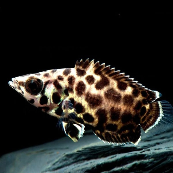 梅花飛船魚/ 斑點攀鱸Spotted ctenopoma （Ctenopoma acutirostre