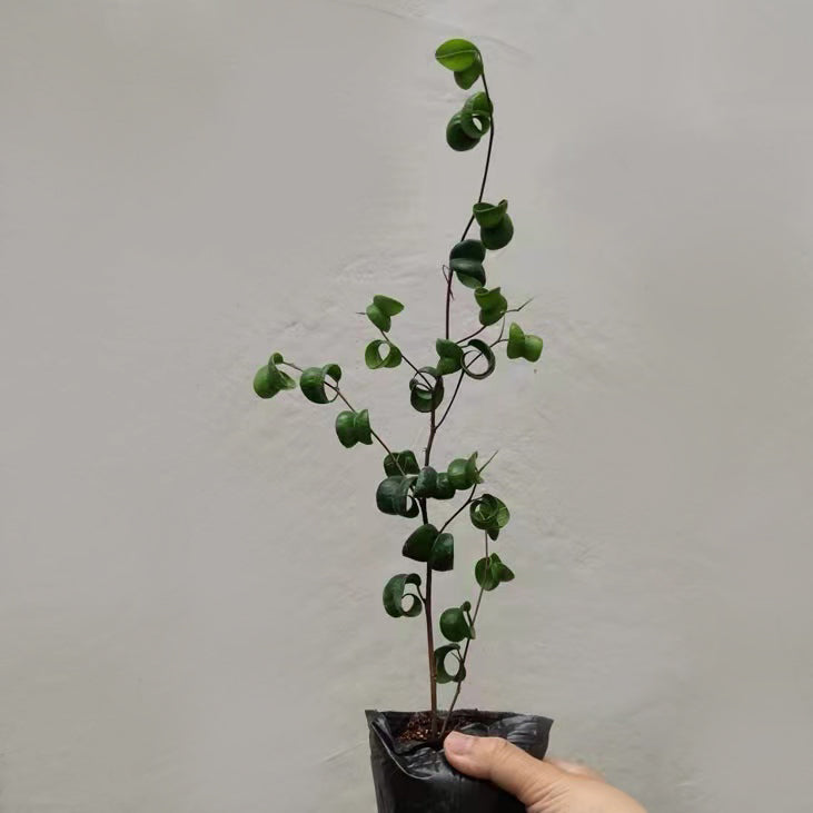 捲葉榕 Ficus benjamina 'Barok'