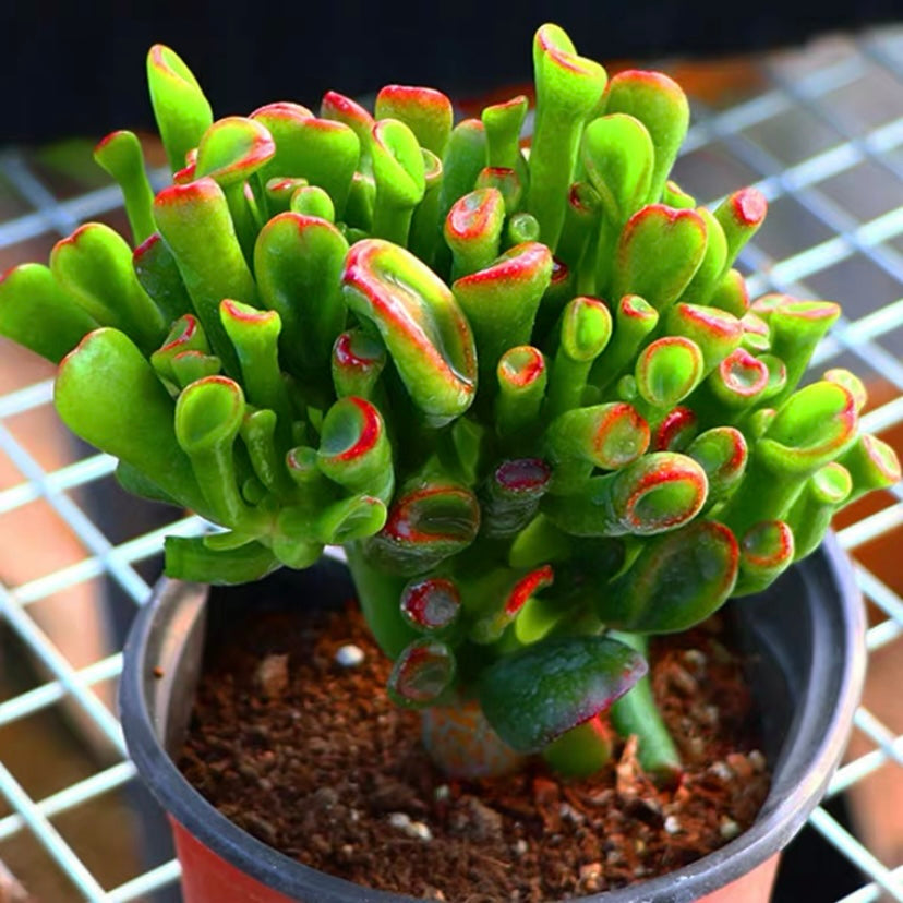 succulent plant中文 筒葉花月/ 吸財樹Gollum Jade (Crassula oblique) - 森流GreenFlow