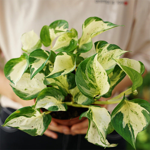 pothos 植物 黃金葛Pothos "Happy Leaf" - 森流GreenFlow
