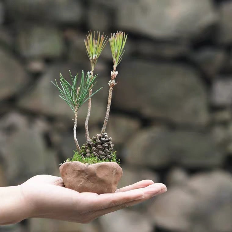 bonsai tree pine cones Pine Cone Mini Bonsai Tree (Pinus thunbergii) - GreenFlow - Plants & Animals Landscape Specialist Store – 森流 GreenFlow