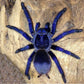 巴西大藍蛛 Iridescent Blue Tarantula (Pterinopelma sazimai)