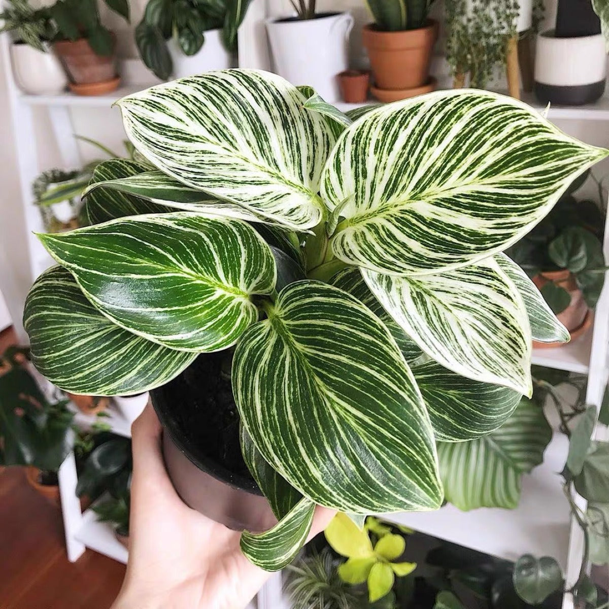 philodendron 中文 柏金蔓綠絨Philodendron ' Birkin ' ( Philodendron sp ) - 森流GreenFlow