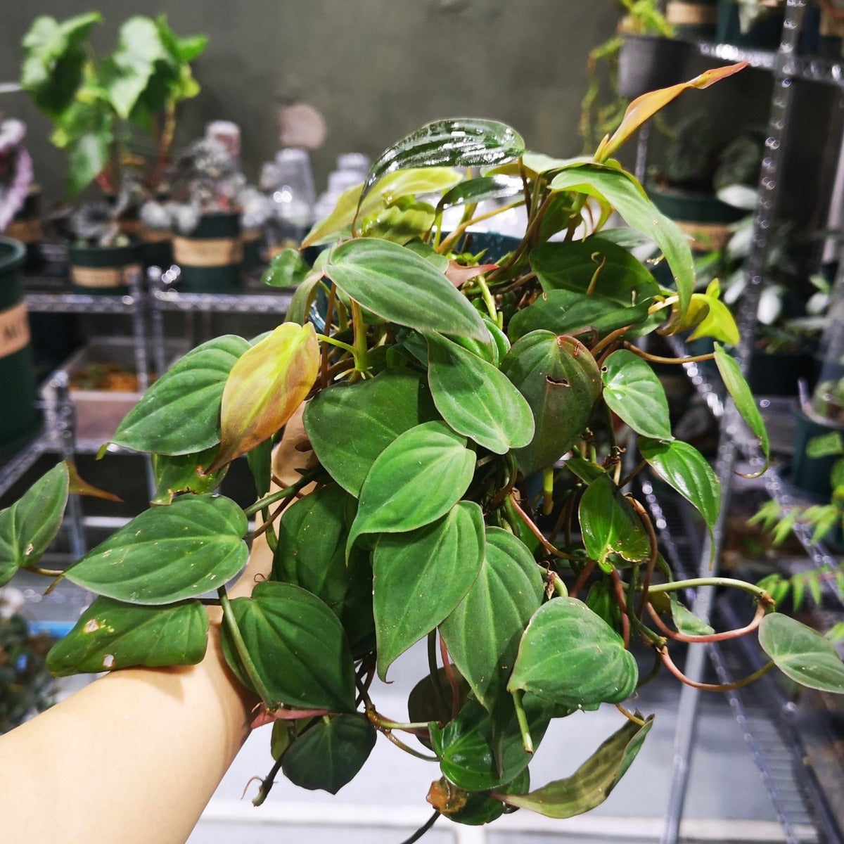 philodendron 中文 雲母蔓綠絨Philodendron micans - 森流GreenFlow