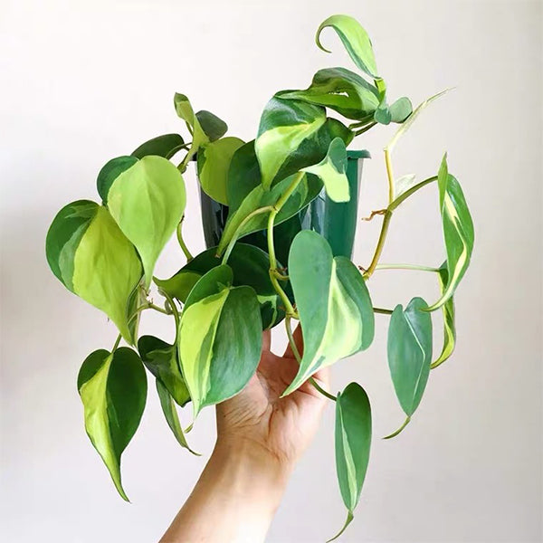 philodendron brasil 中文 杏葉蔓綠絨/ 心葉蔓綠絨Philodendron scandens ' Brazil ' - 森流GreenFlow
