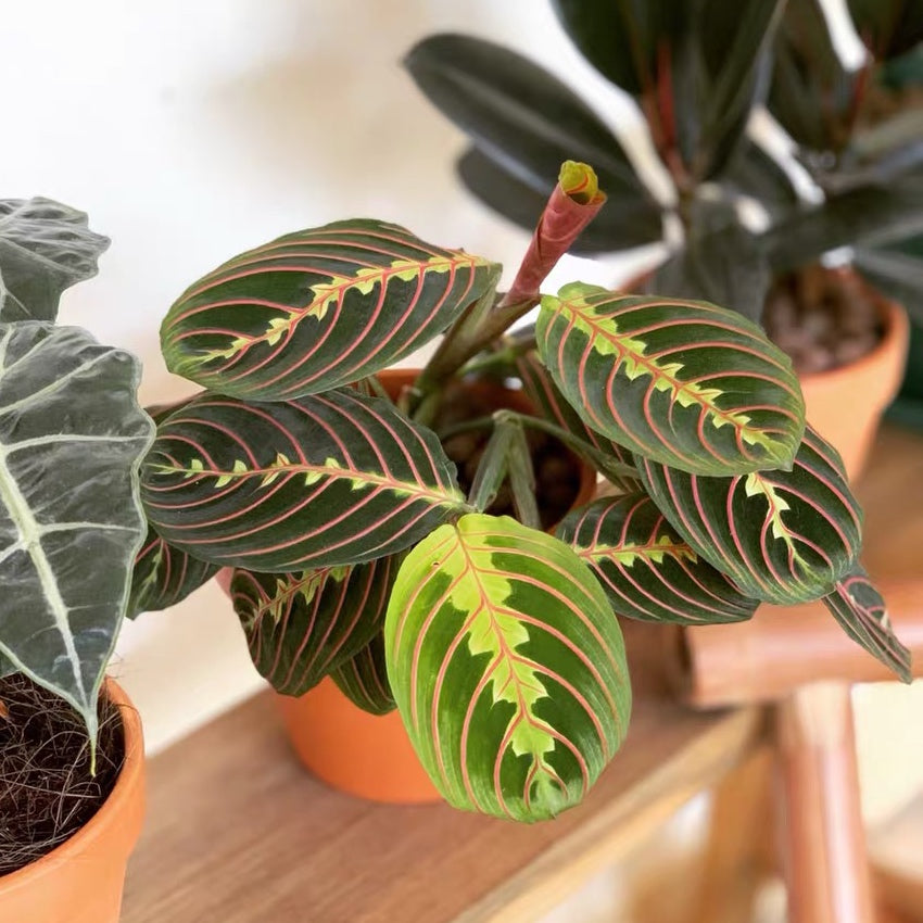 prayer plant 中文 豹紋竹芋Maranta leuconeura var.erythroneura - 森流GreenFlow