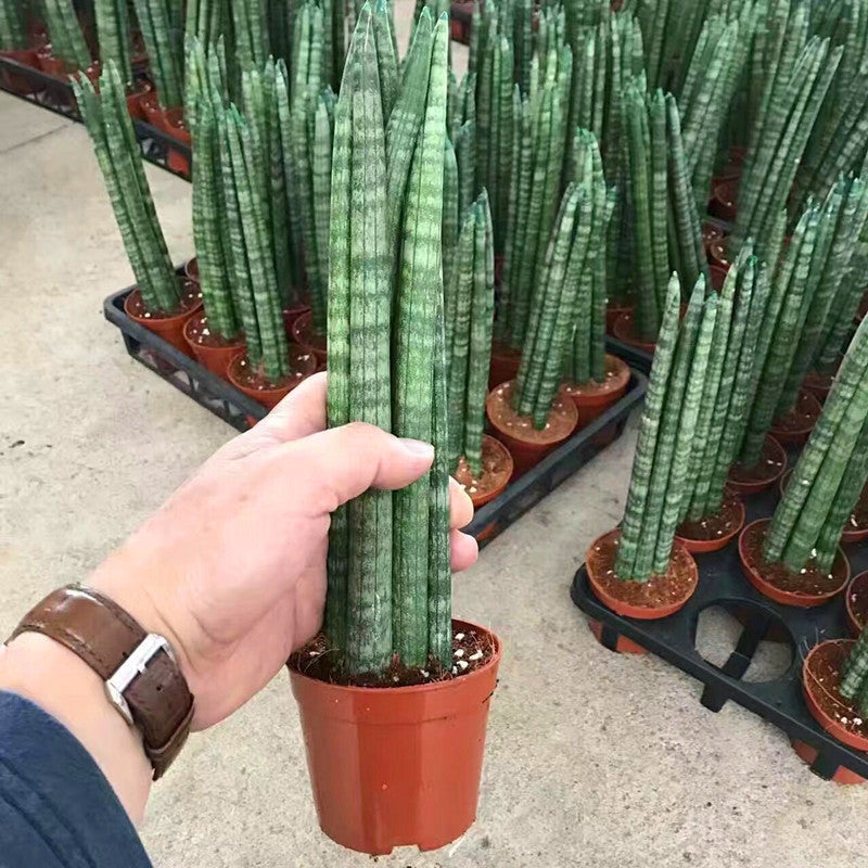 sansevieria 中文 棒葉虎尾蘭/ 虎皮蘭Sansevieria Cylindrica (Dracaena angolensis) - 森流GreenFlow