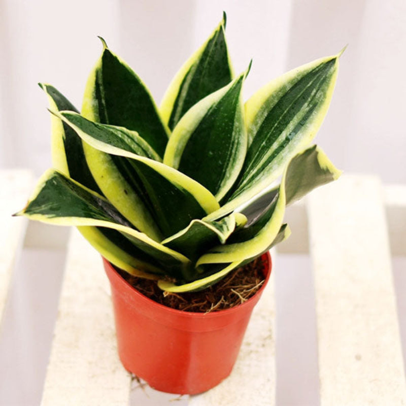 snake plant 中文 虎尾蘭/ 虎皮蘭Sansevieria trifasciata ' Lotus ' - 森流GreenFlow