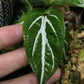 蜂鬥草 Sonerila 'White Veins'  (Sonerila sp.)