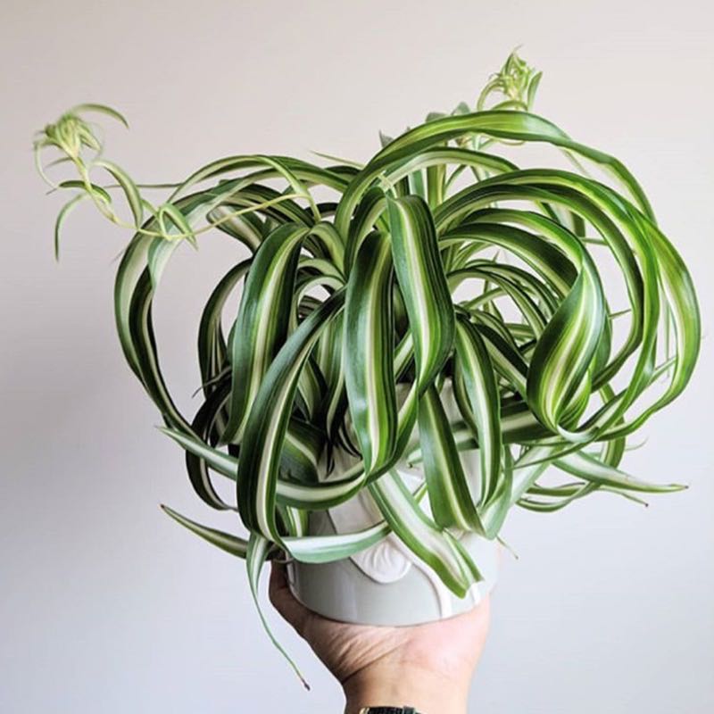 spider plant 中文 荷蘭吊蘭Spider Plant ( Chlorophytum comosum ' Bonnie ' ) - 森流GreenFlow