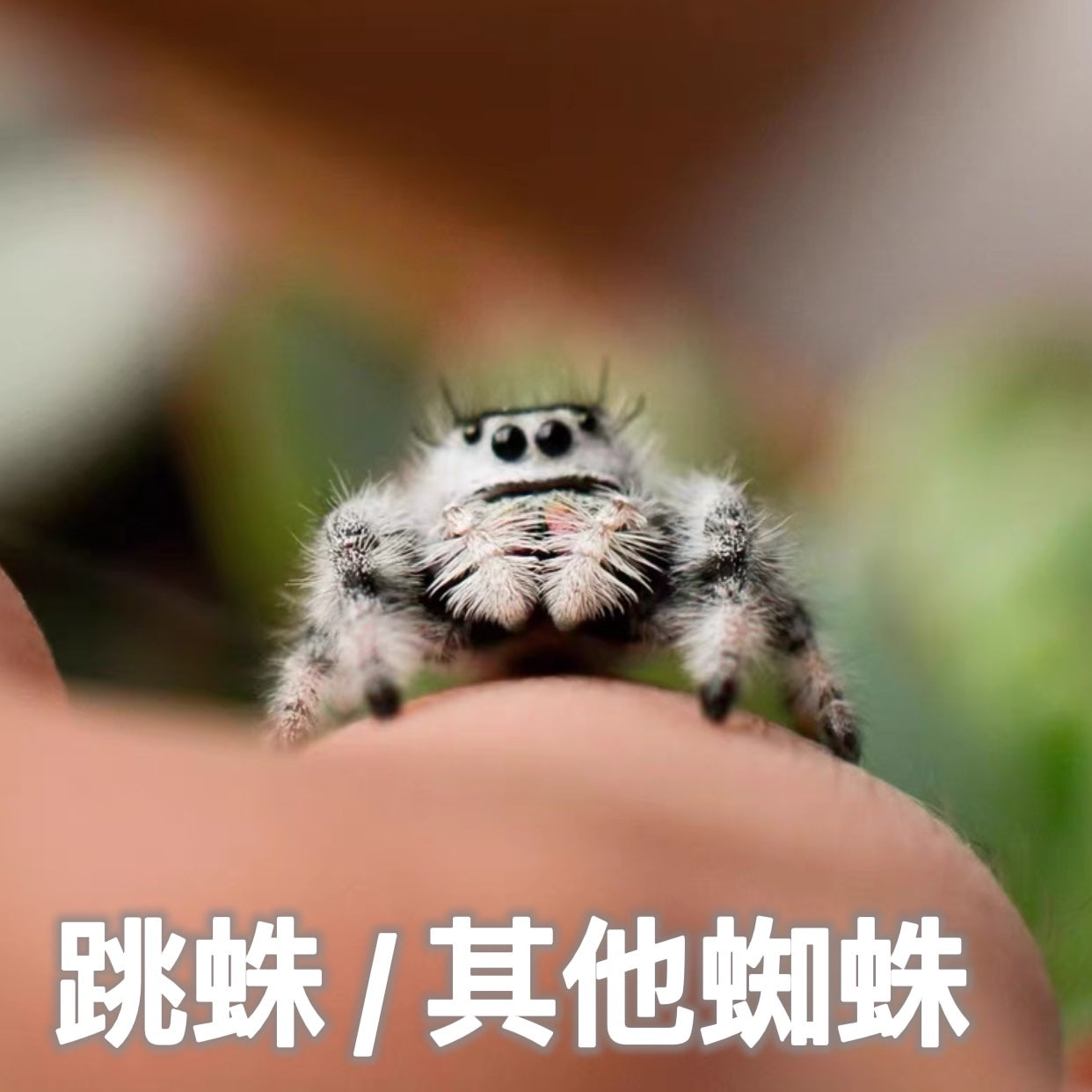 Jumping Spider/Other Spiders