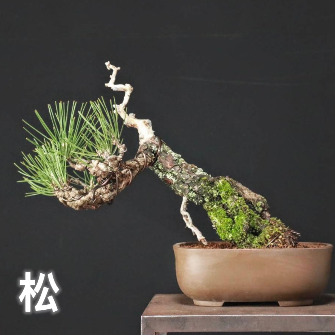 Japanese bonsai-pine