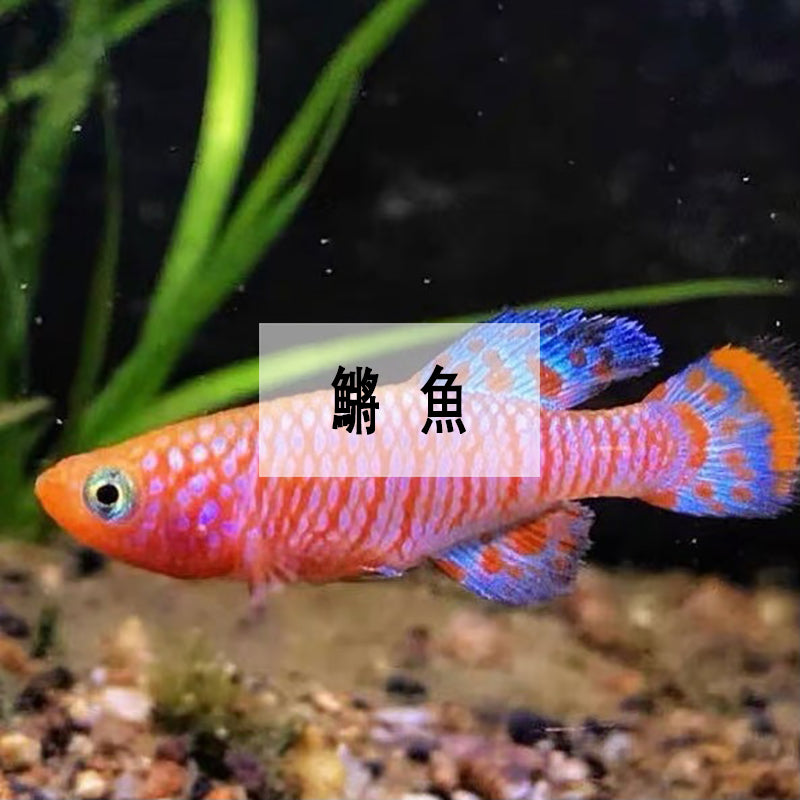 鱂魚