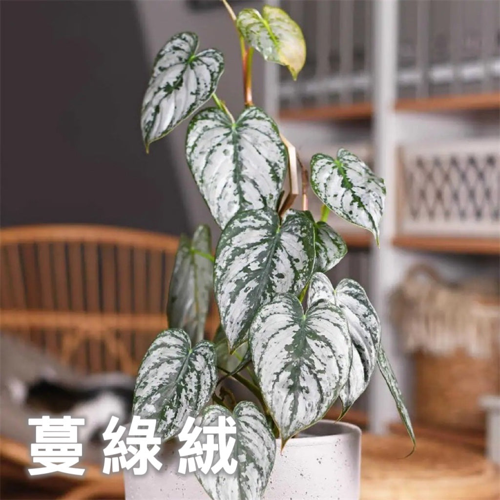 Philodendron&nbsp;