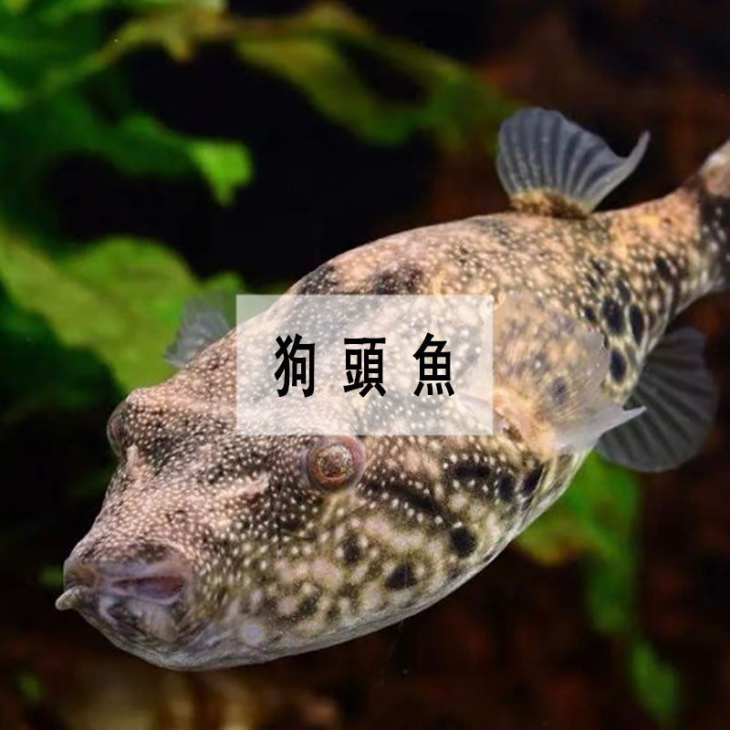 Pufferfish (Chicken Bubble Fish)