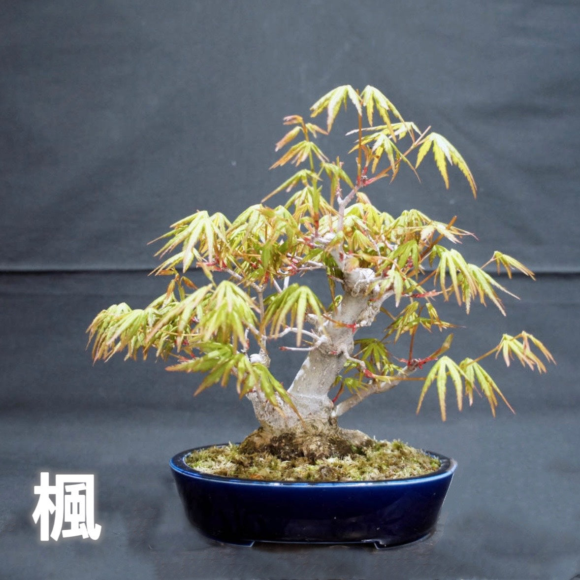 Japanese bonsai-maple