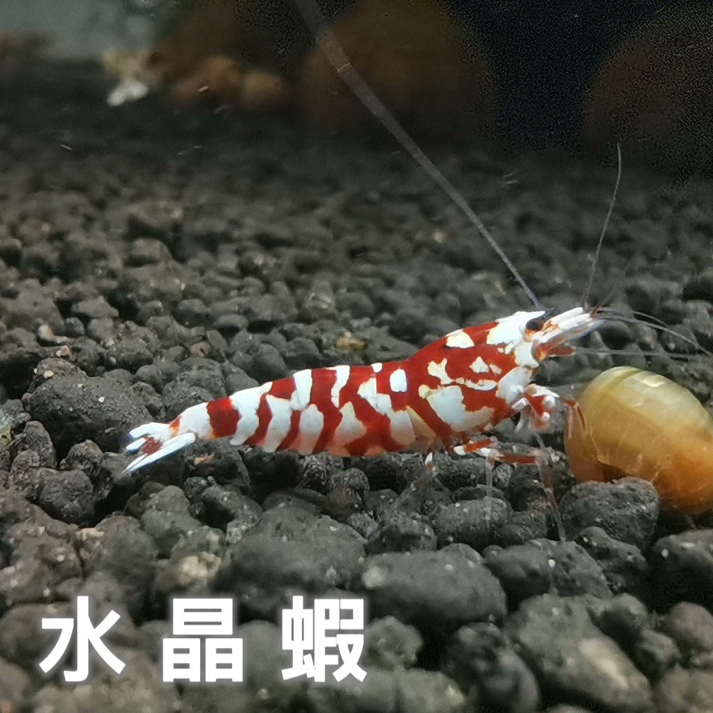 crystal shrimp