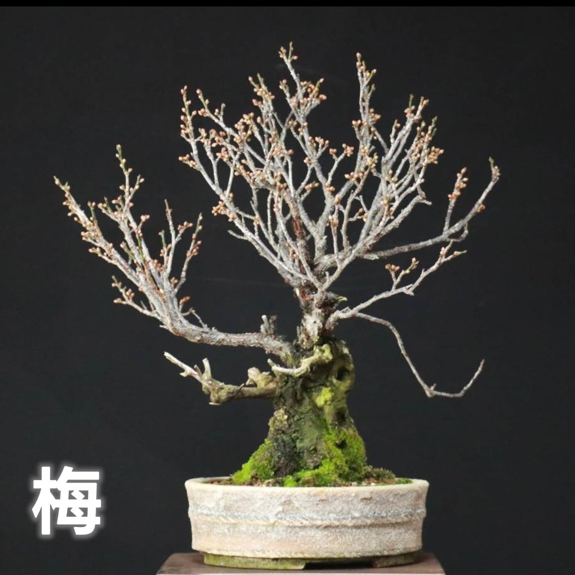 Japanese bonsai-plum