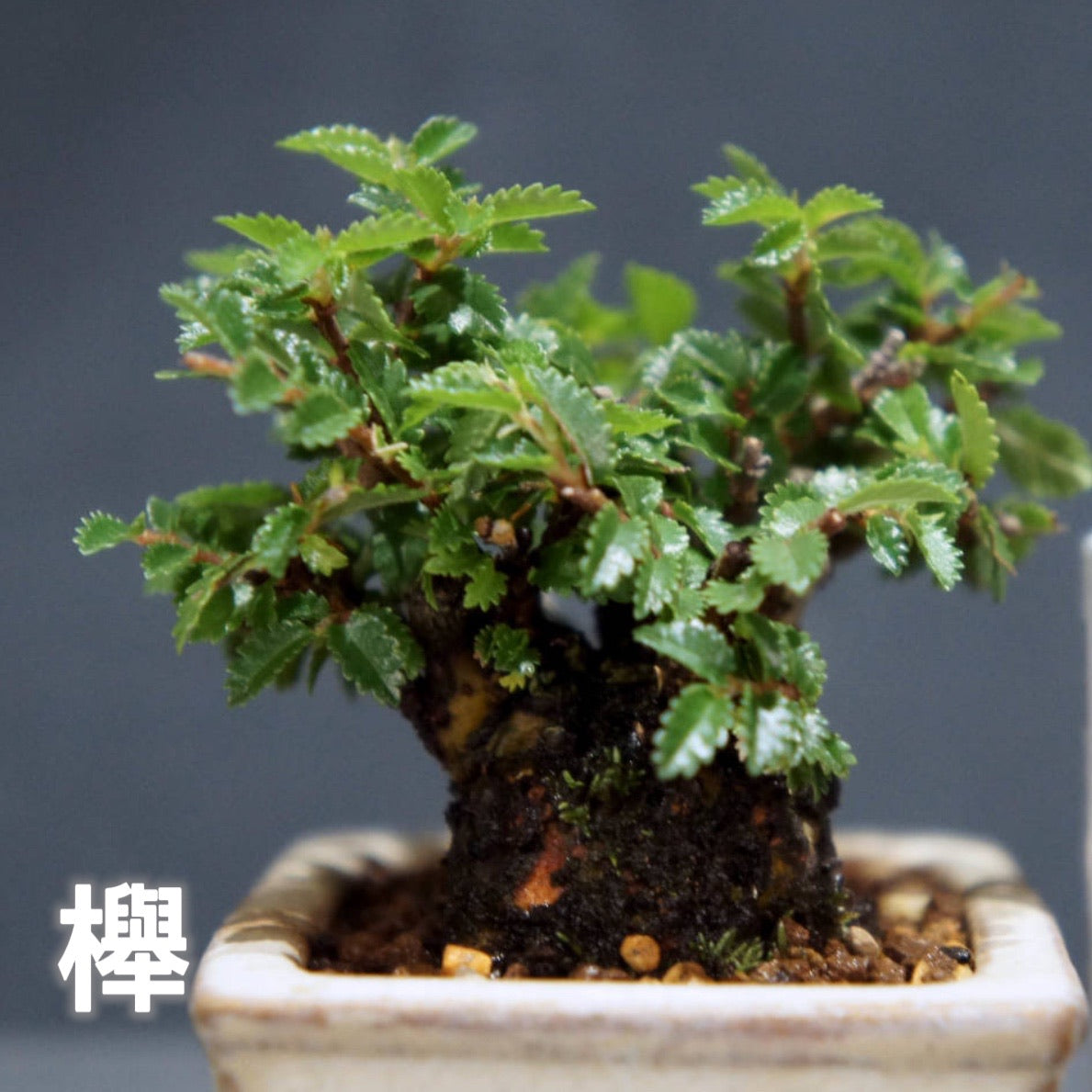 Japanese bonsai - zelkova