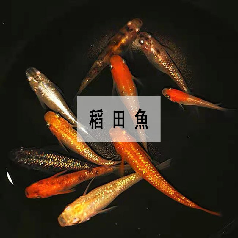 Japanese rice field fish