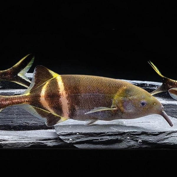 象鼻魚（Elephantnose Fish）