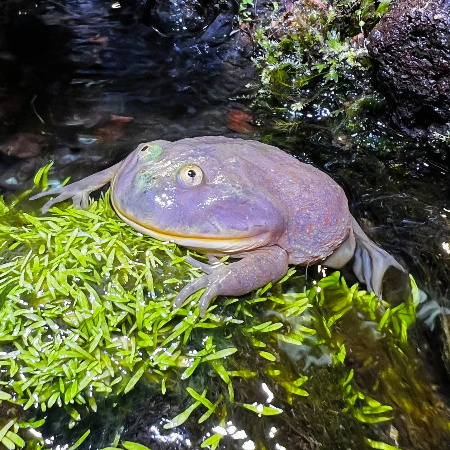 小丑蛙 大口蛙 Budgett's Frog (Lepidobatrachus laevis)