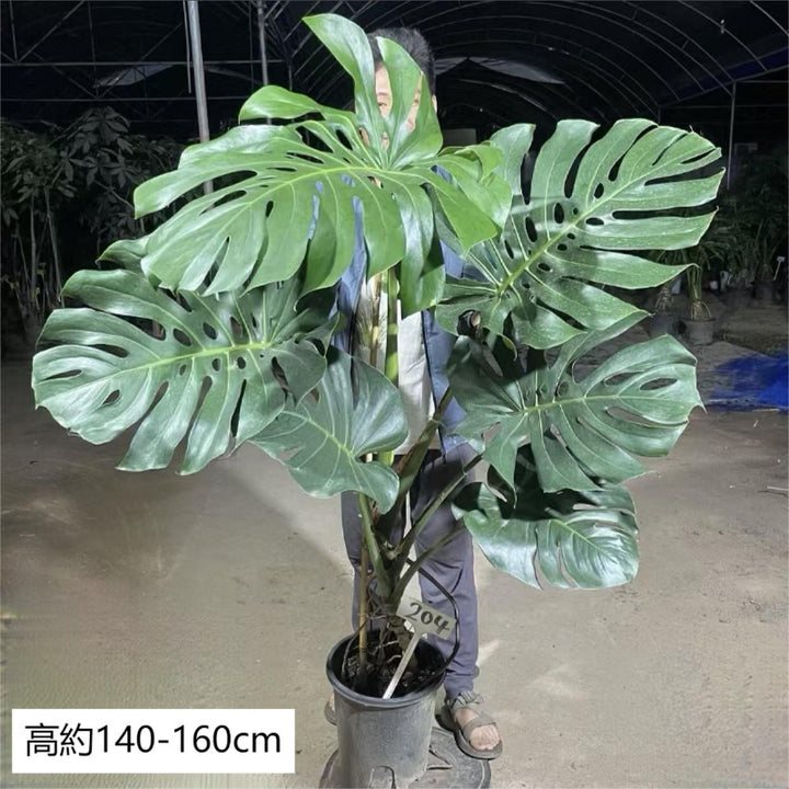 jumbo monstera Large Monstera deliciosa - GreenFlow - Plant and Animal Landscaping Specialist – 森流 GreenFlow