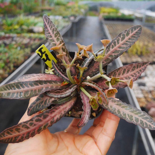 柳葉彩葉麒麟（Euphorbia francoisii )