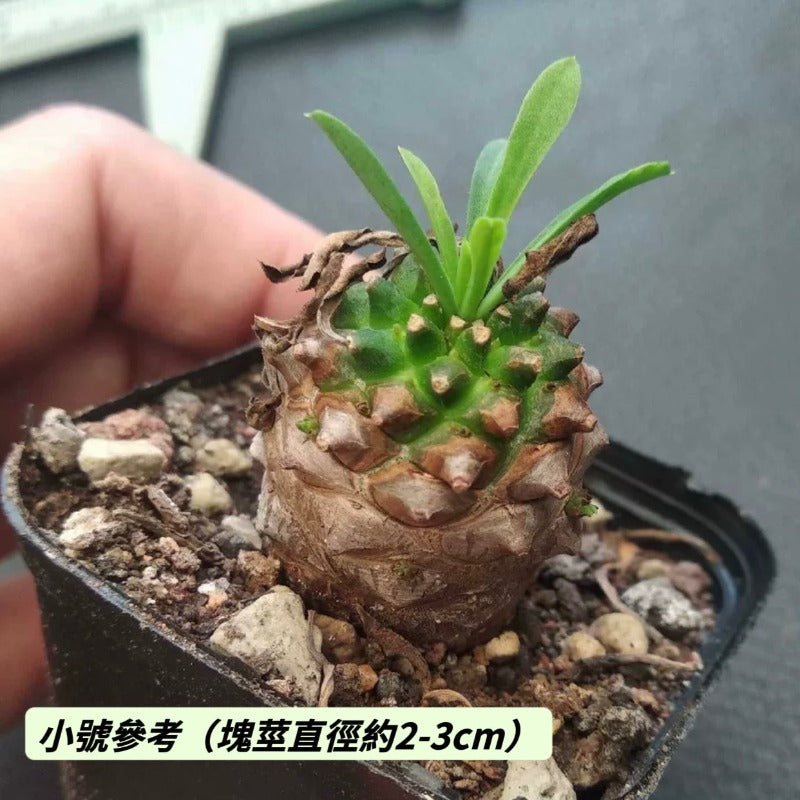 鐵甲麒麟 / 鐵甲丸（Euphorbia ankarensis )