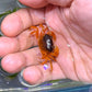 赤棕蟹 （日本澤蟹）可全水養