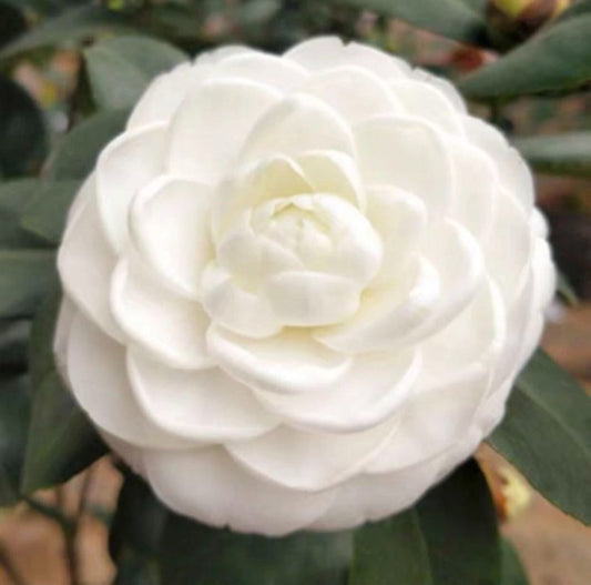 白山茶花（Camellia japonica）