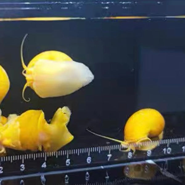 黃金螺 / 神秘螺 Golden Mystery Snails ( Pomacea bridgesii ) 除藻之王