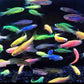 混色螢光斑馬魚 Zebrafish （Danio rerio）