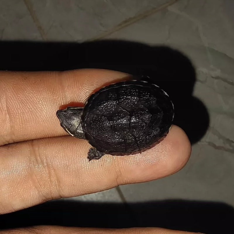 麝香龜 / 黑蛋龜 Common Musk Turtle ( Sternotherus odoratus )