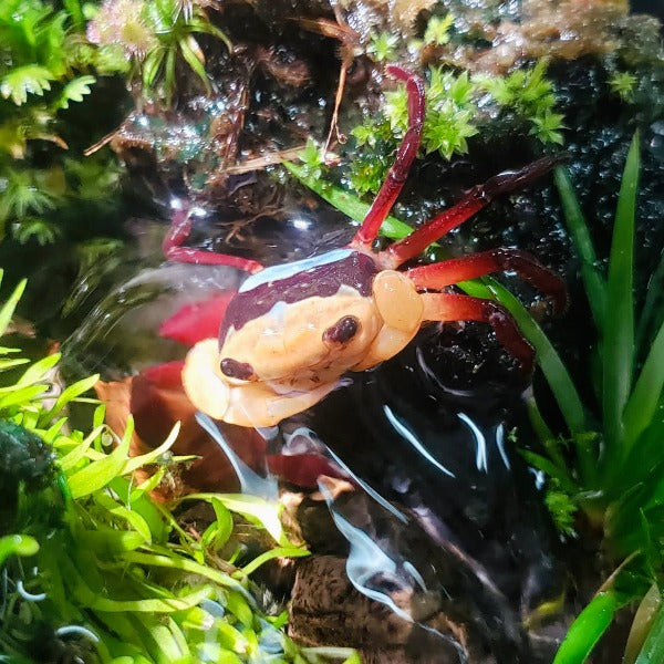 熊掌忍者蟹 （可全水養） Rainbow Ninja Crab ( Lepidothelphusa sp )