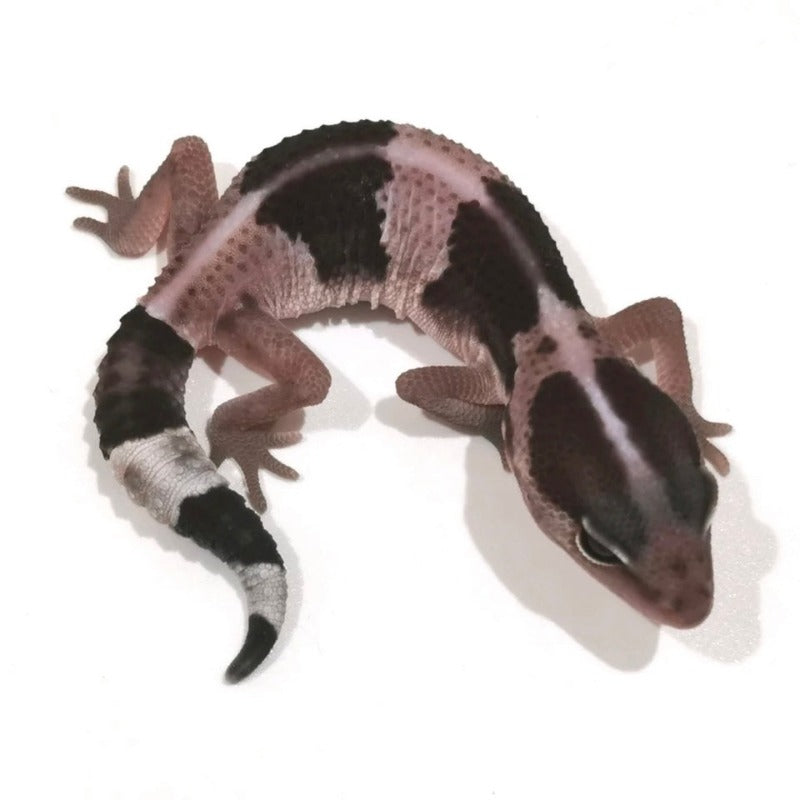 奧利奧肥尾守宮 Oreo African Fat-Tailed Geckos