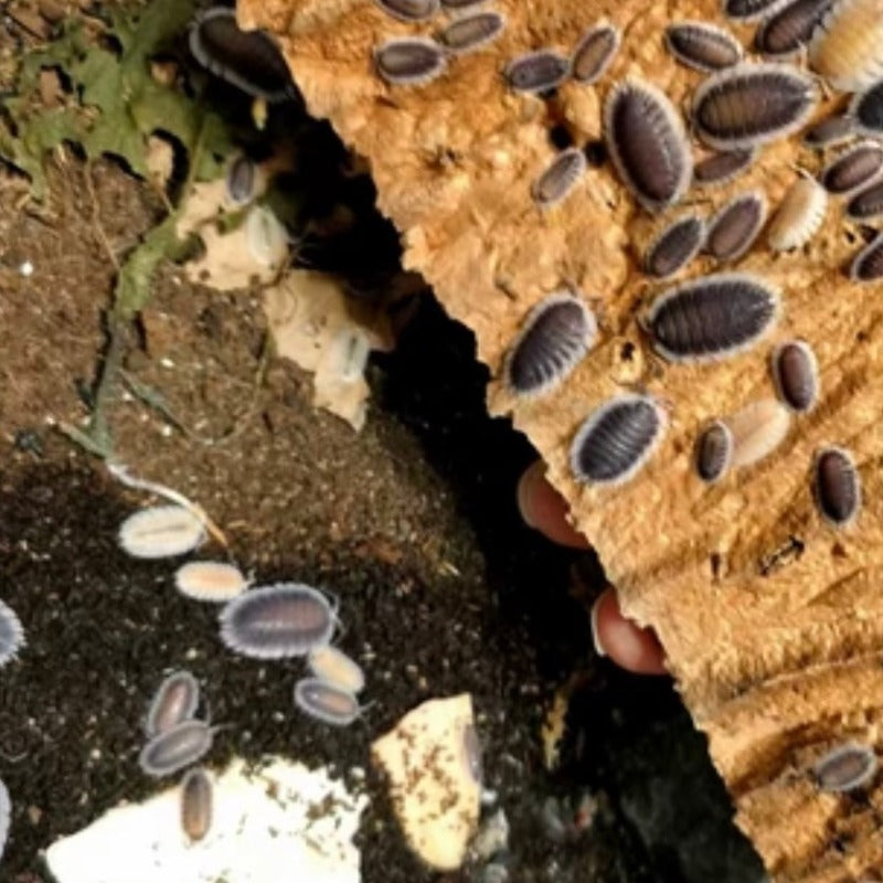 愛琴海鼠婦 / 希臘硬幣鼠婦 Greek Shield Isopod （ Porcellio werneri ）
