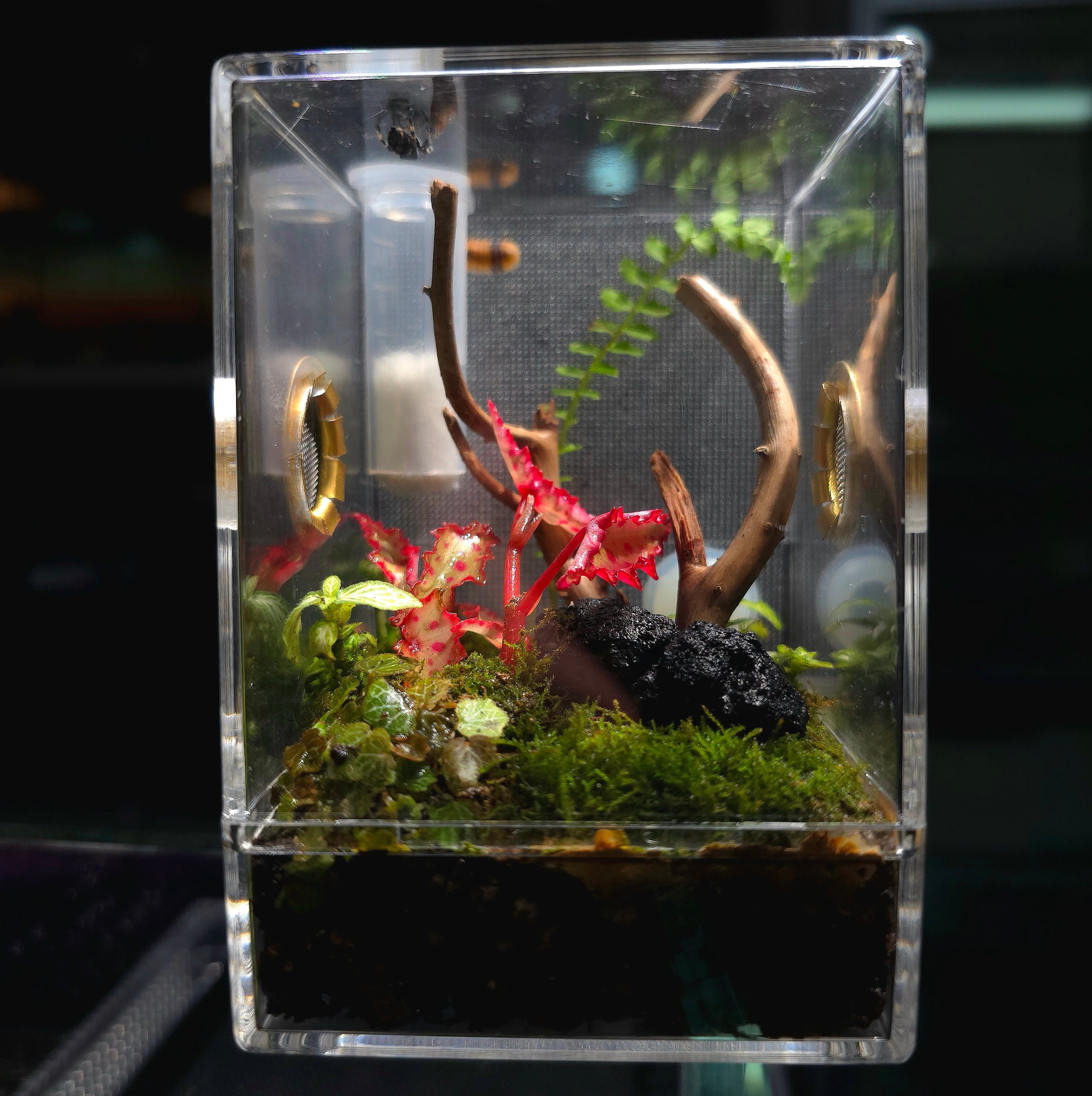 昆蟲飼養盒 跳蛛盒 （連造景） Jumping Spider / Mantis Planted Enclosure Cage ...